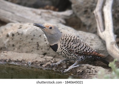 Northern Flicker (Red-shafted, Female) Drinking From A Pool Of Water