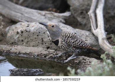 Northern Flicker (Red-shafted, Female) Drinking From A Pool Of Water