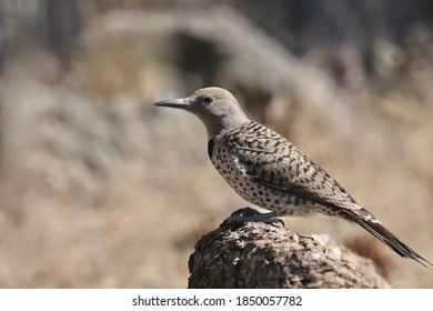 Northern Flicker (Red-shafted, Female) Perched On A Big Log