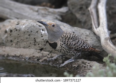 Northern Flicker (Red-shafted, Female) Swallowing A Gulp Of Water