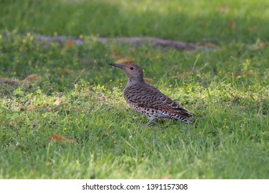 Northern Flicker (Red-shafted, Female) (woodpecker)