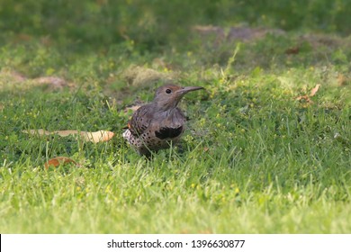 Northern Flicker (Red-shafted, Female) (woodpecker)