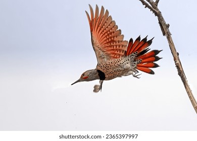 northern flicker started flying from a tree branch