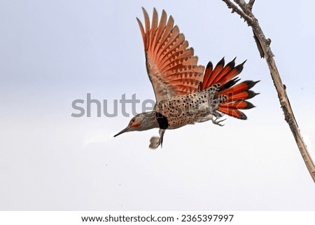 northern flicker started flying from a tree branch