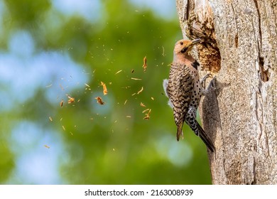 Northern Flicker Wood Pecker Cleaning Out Nest