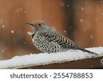 Northern Flickr in the Snow - Close-up of a plump, speckled bird, with an orange head, sitting on a fence post in a Colorado snow storm