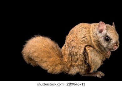 Northern Flying Squirrel And Black Background