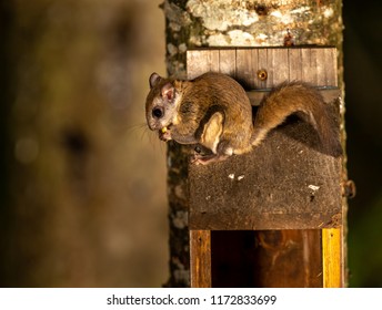 Northern Flying Squirrel Shot In North Quebec, Canada.