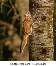 Northern Flying Squirrel Shot In North Quebec, Canada.