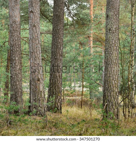 Similar – Image, Stock Photo buy a piece of forest?