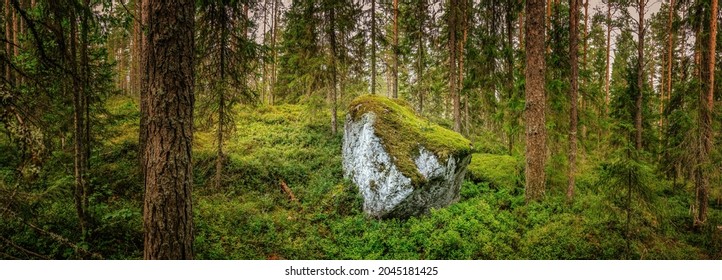 Northern forest landscape with a huge stone with moss, wild deep forest. Glacial erratic rock - Powered by Shutterstock