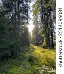 Northern forest in summer. Pine forest, lichens, mosses, heather. Forest composition. Background.