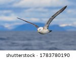 Northern fulmar (Fulmarus glacialis). Arctic fulmar soars in the air over the sea. Wild bird in a natural habitat. Flying seabird. Bering Sea, Pacific ocean, Far East of Russia.