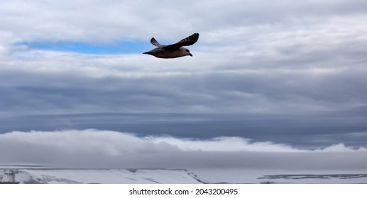 Northern fulmar (Fulmarus glacialis, dark morph) in flight. High latitudes of the Arctic Ocean, FJL, oceanic birds