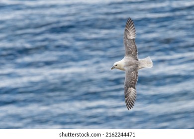 Northern Fulmar (Fulmarus Glacialis) In Flight Over The Water. British Seabird Flying.