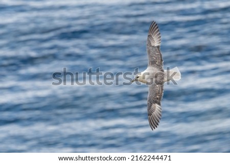 Northern fulmar (Fulmarus glacialis) in flight over the water. British seabird flying.
