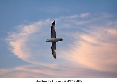 Northern fulmar (Fulmarus glacialis, white morph) in flight. High latitudes of the Arctic Ocean, FJL, oceanic birds