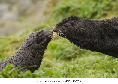 Northern Fur Seal 