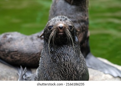 Northern Fur Seal At Vancouver Aquarium