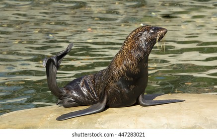 Northern Fur Seal In Water.