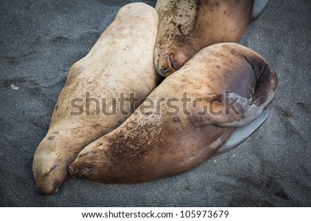 Similar – kuschelzeit Küste Farbfoto