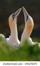 Northern Gannet