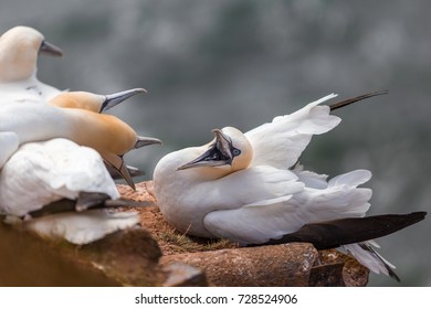 Northern Gannet