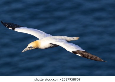 A northern gannet bird flying with a blurred blue sea background - Powered by Shutterstock