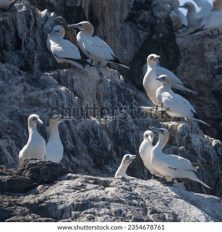 Northern Gannet Colony nesting on the rocks of Les Etacs off the coast of Alderney Channel Islands