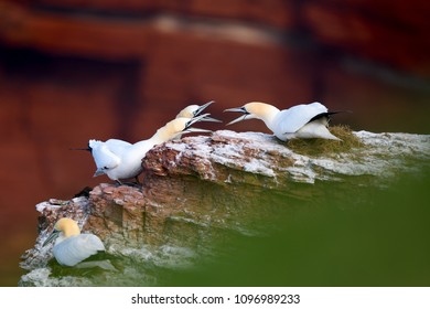 Northern Gannet Fighting