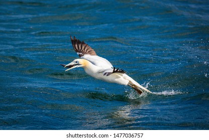 Northern Gannet In Flight and/or Diving For Fish In The UK - Powered by Shutterstock