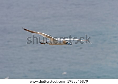 Northern Gannet in Flight Near Cape St Mary in Newfoundland, Canada