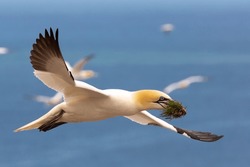 Northern Gannet Flying To Its Nest