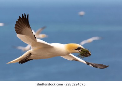 Northern gannet flying to its nest