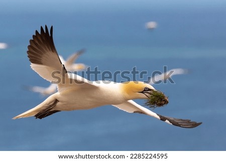 Northern gannet flying to its nest