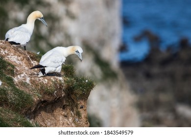 Northern Gannet Looking Over The Cliff Edge At Bempton Cliffs In Yorkshire.