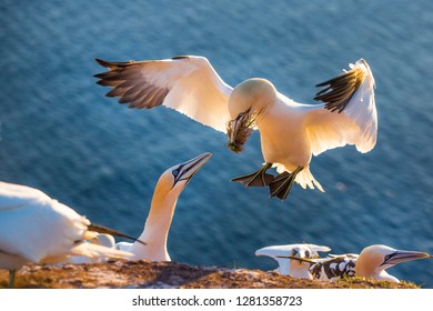 Northern Gannet, Morus Bassanus