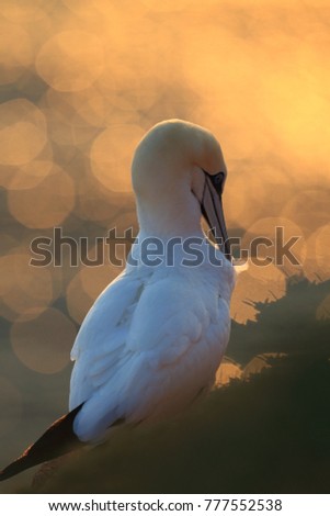 Similar – Image, Stock Photo Swan over!