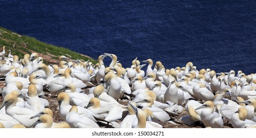 Northern Gannet On Bonaventure Island, Quebec