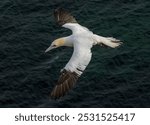 Northern Gannet on breeding rocks of Bempton cliffs, UK