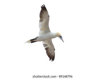 Northern gannet Images, Stock Photos & Vectors | Shutterstock