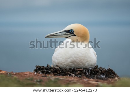Northern gannet sits on a nest with eggs, close up, Morus bassanus, Helgoland, Germany