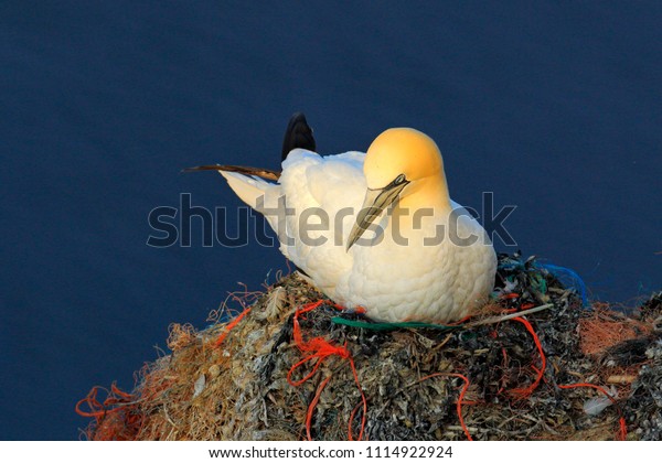 Northern\
Gannet sitting on the eggs in plastic trash nest. Wildlife scene\
from nature. Sunset, bird behaviour on the cliff above the dark\
blue sea water. Animal from Helgoland,\
Germany.