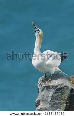 A Northern Gannet is standing on the edge of a cliff looking up. Cape St. Mary's Ecological Reserve, Newfoundland and Labrador, Canada.