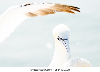 A Northern Gannet Stands In Soft Light, With A Grand Piano Above His Head, In High-key.