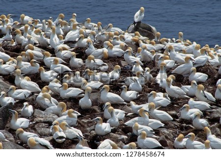 Northern gannet (Sula bassanus) large breeding colony at Bird Rock, Cape Saint Mary's Ecological Reserve, Newfoundland, Canada