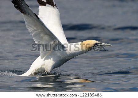 Northern Gannet taking off from sea.