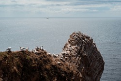 Northern Gannets Colony On Helgoland Island. 