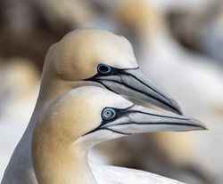 Northern Gannets Greeting Each Other