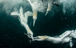 Northern Gannets Hunting Fish Underwater